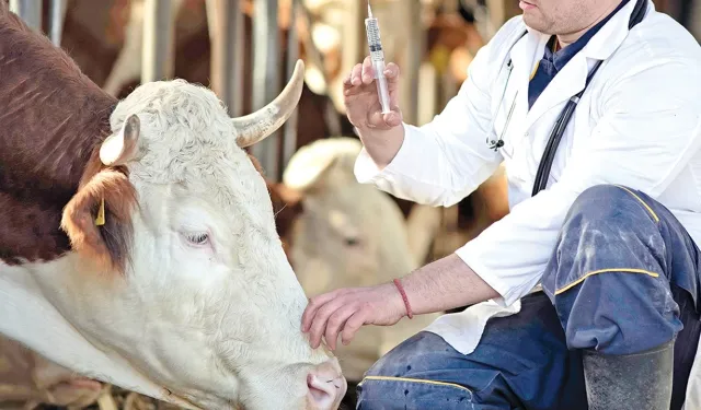 Devletten 2 yıl sonra ödemeli destek! Hayvancılık yapmak isteyenlere iyi haber