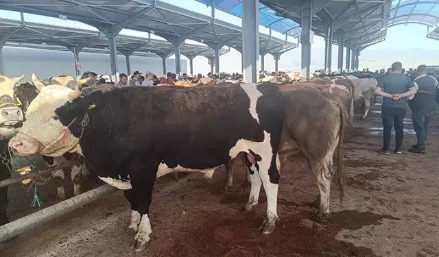 Hayvancılık için dev yatırım yolda! 784 milyon liralık üretim üssü kuruluyor