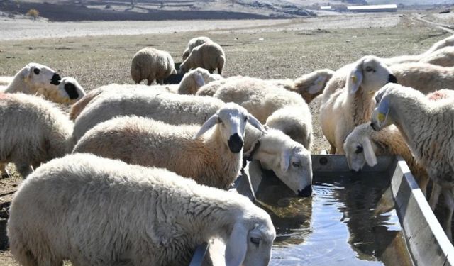 Kırsalda Bereket Projesi başvuruları ne zaman bitiyor? 2 yıl geri ödemesiz kredi şartları neler?