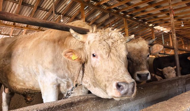 Tonluk 'Paşa' 500 bin lira