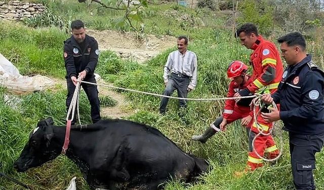 Seydikemer’de Mahsur Kalan İnek İtfaiye Tarafından Kurtarıldı