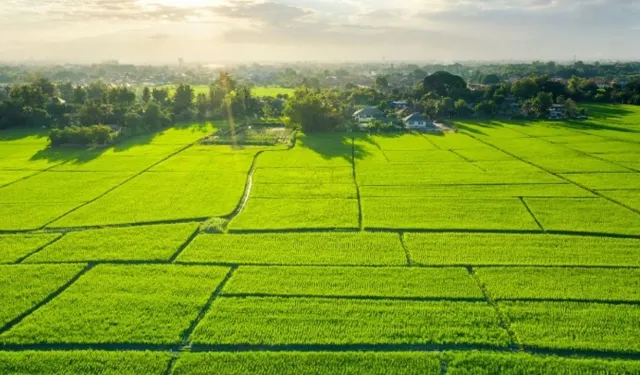 Muğla'da en verimli tarım alanları açıklandı: İşte o ilçeler