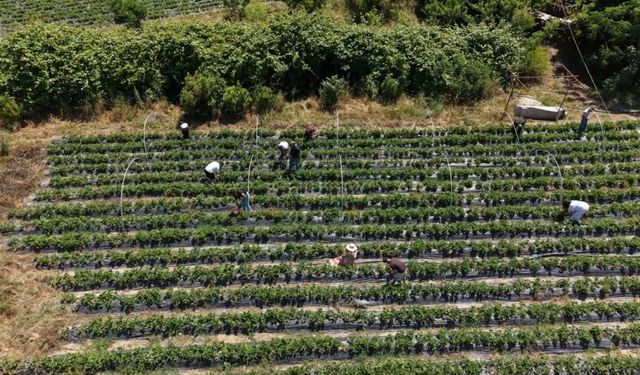Muğla'da emeklilik hayali çilek bahçesinde gerçeğe dönüştü
