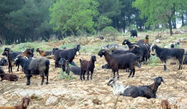 Muğla’da Kurbanlık Pazarı Sessiz Kaldı