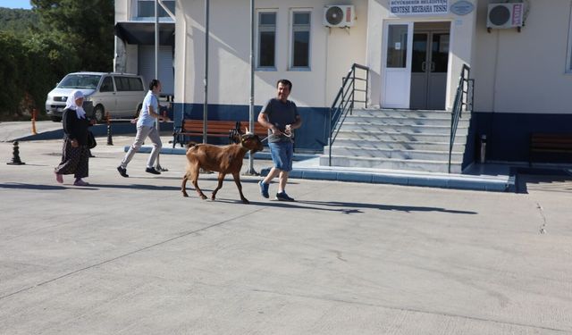Muğla’da Kurban Bayramı hazırlıkları tamamlandı