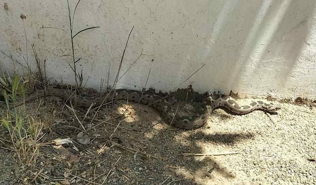 Menteşe’de Okul Bahçesinde Şeritli Engerek Paniği