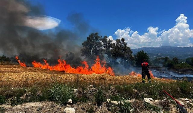 Seydikemer’de Ekin Yangını Zeytinliğe Sıçradı