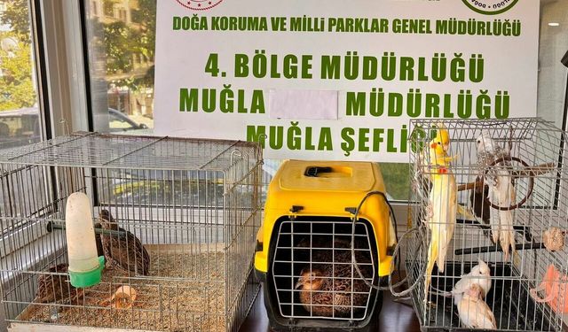 Muğla’da Kaçak Hayvan Denetimi: 13 Hayvana El Konuldu