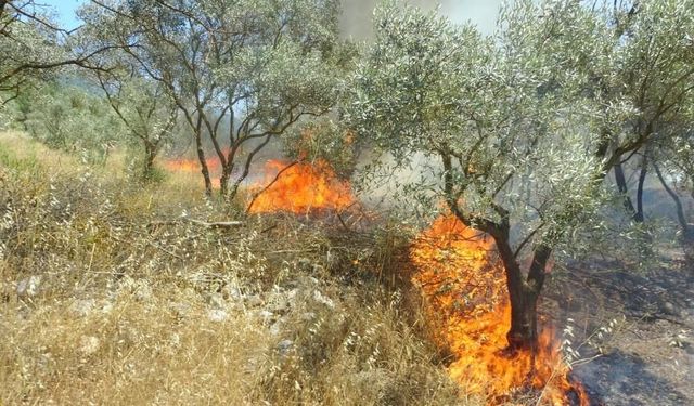 Menteşe’de Zeytinlik Alanda Yangın