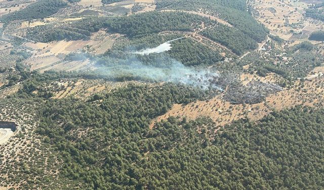 Milas’ta Yangın Ormana Sıçramadan Söndürüldü