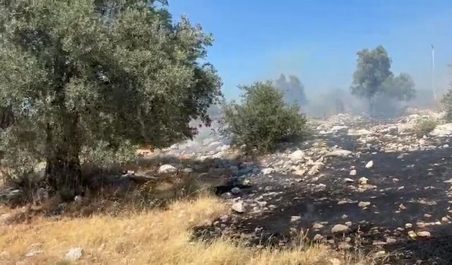 Milas’ta Tarım Arazisinde Yangın: Ekipler Müdahaleye Başladı
