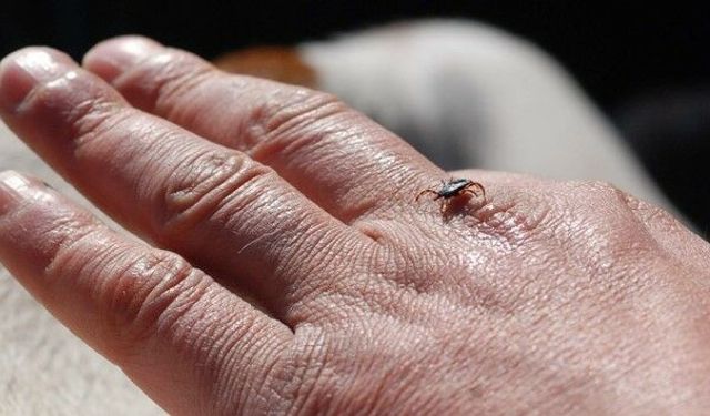 Uzmanından kene uyarısı: Yanlış müdahale enfeksiyon riskini artırabilir