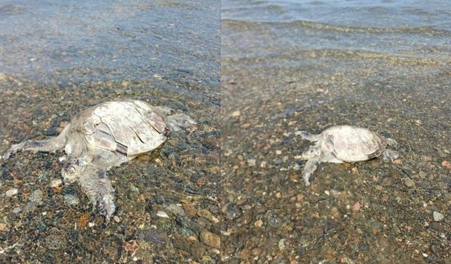 Ula Sahilinde Telef Olmuş Caretta Bulundu