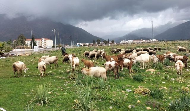 Köyceğiz’de Yağışlar Ot Verimini Artırdı