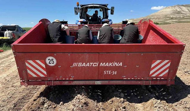 Milli tohumlar toprakla buluştu, sertifikalı üretim başlıyor