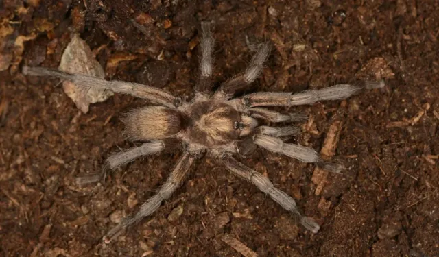 Aydın'da dikkat çeken keşif! İşte Türkiye'nin ilk tarantulası