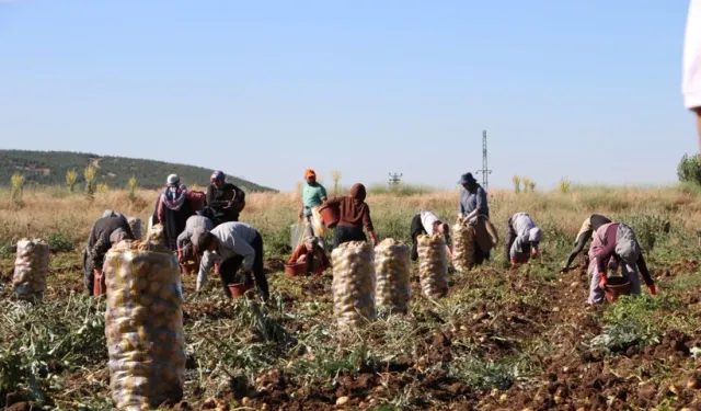 Geçen sene tarlada 5 liraydı şimdi 25 lira oldu! Hasat yüzleri güldürdü