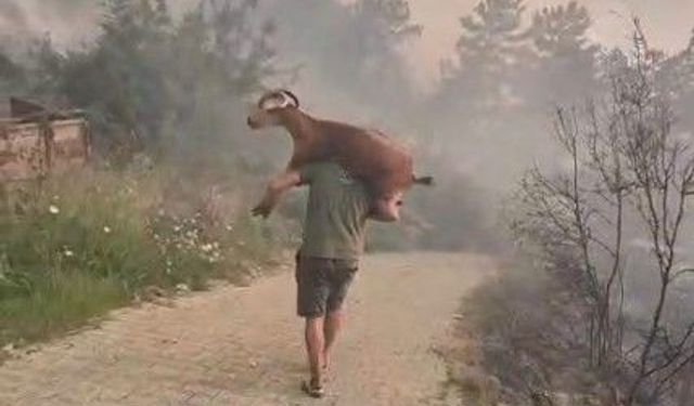 Muğla'da Keçisini Omzuna Alıp Alevlerden Kurtardı