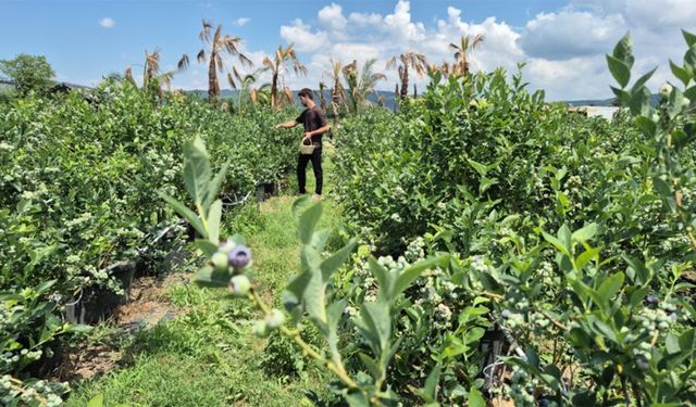 Fındık bölgesinde bu meyveyi ekti! 4 yılda 60 dönüme çıkardı, şimdi siparişlere yetişemiyor