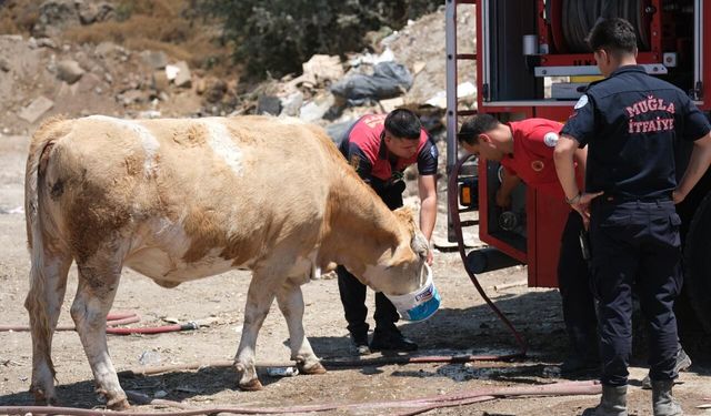 Muğla'da Yangın Sahasında Yürek Isıtan An: İneklere Temiz Su Verdiler