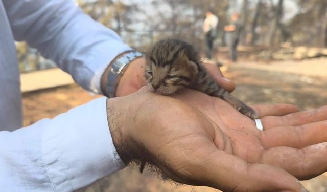 Alevlerin Arasında Yaşam Mücadelesi: Yavru Kediyi Muhabirler Kurtardı