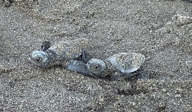 Kumsalda başlayan umut yolculuğu denizde tamamlandı