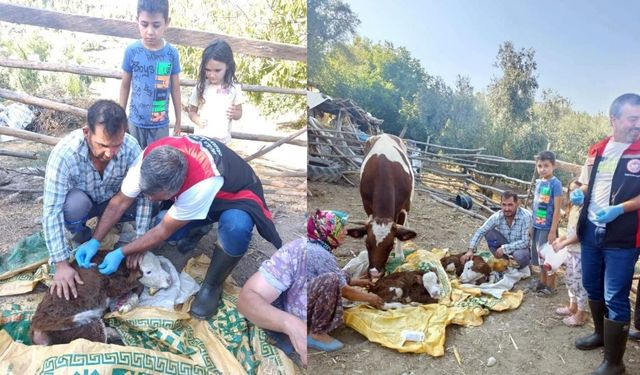 Muğla’da Buzağı Kayıplarına Karşı Yeni Proje