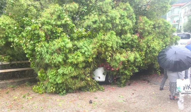 Menteşe’de çam ağacı park halindeki otomobilin üzerine devrildi