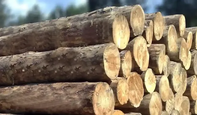 Muğla Orman Bölge Müdürlüğü İstifleme Hizmeti Alacak
