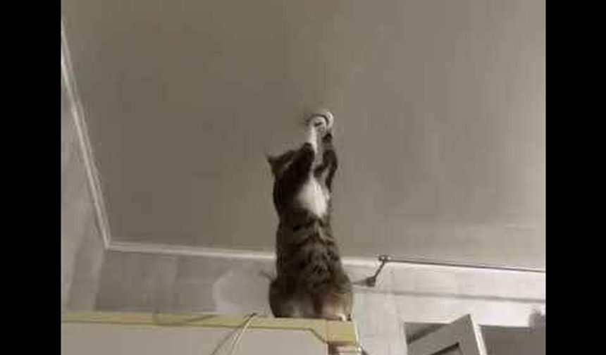 Lambayı tamir eden kedinin görüntüsü viral oldu