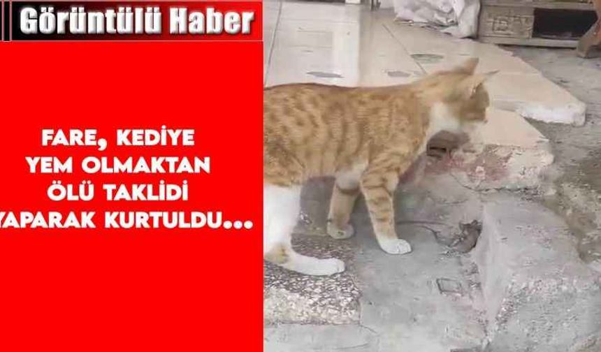 Fare, kediye yem olmaktan ölü taklidi yaparak kurtuldu.