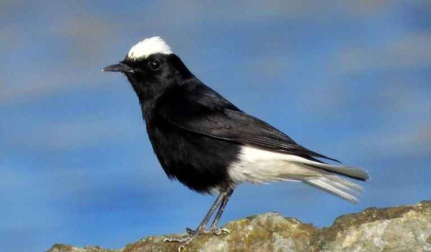 Türkiye'de ilk kez fotoğraflanan ‘Ak Tepeli Kuyrukkakan’ objektiflere takıldı