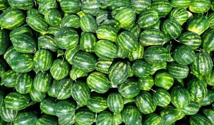 Karpuzun iyisi nasıl seçilir?