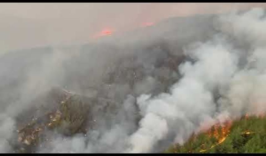 Aydın'daki yangına ekiplerin müdahalesi devam ediyor