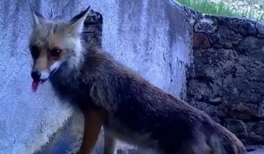 Fotokapana yakalanan sincap ve tilki görenleri gülümsetti