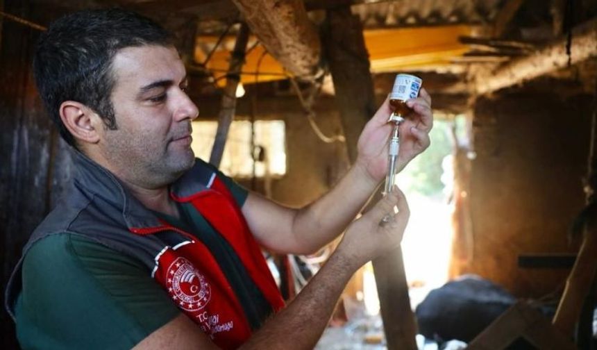 Muğla’da Şap Hastalığına Karşı Seferberlik: Aşılama Tüm Hızıyla Sürüyor