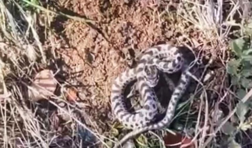 Mantar ararken dünyanın en zehirli yılanlarından engerekle karşılaştı