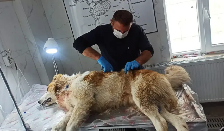 Kurdun saldırısına uğrayan köpek yaralandı