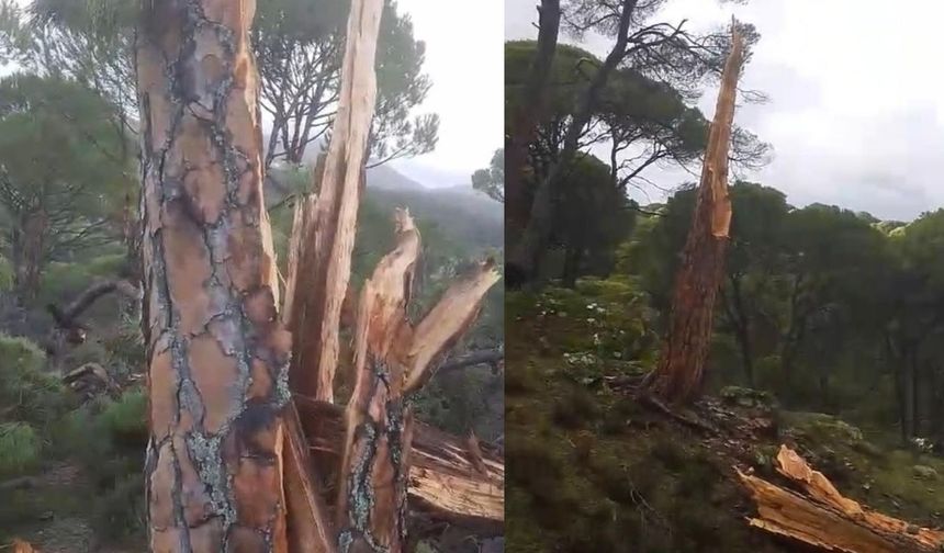 Yatağan'da Yıldırım Çam Ağacını İkiye Ayırdı