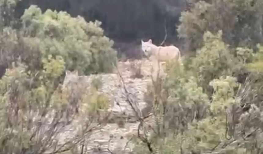 Menteşe’de kurtlar cep telefonu kamerasına yansıdı