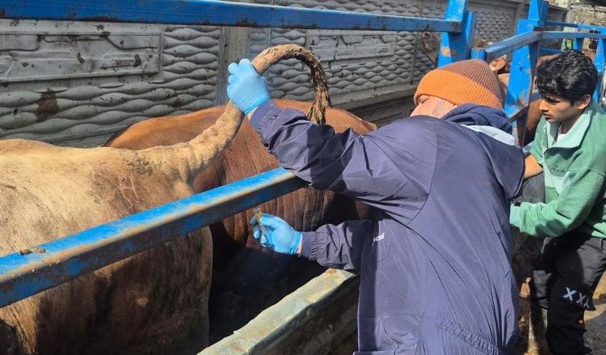 Menteşe’de ithal besilik hayvanların sağlık kontrolleri yapıldı