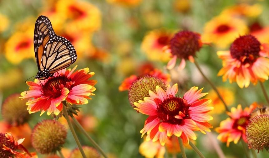 Cemre ne zaman düşecek? İşte 2026 havaya, suya ve toprağa cemre düşme tarihleri