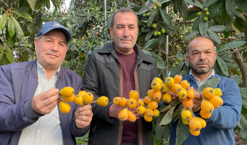 Sarı altın erken geldi: Yenidünya mart ayını beklemedi