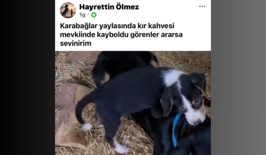 Menteşe’de köpek hırsızlığı kamerada