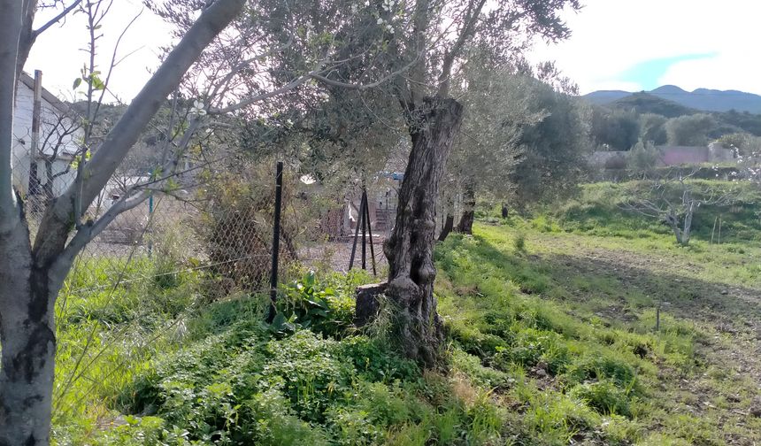Datça’da Bilirkişi Raporu Krizi: “Asırlık zeytin ağaçları yok sayıldı"