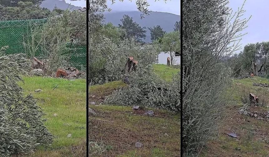 Muğla'da Zeytin Kesimi Siyaseti Karıştırdı, Valilik Harekete Geçti