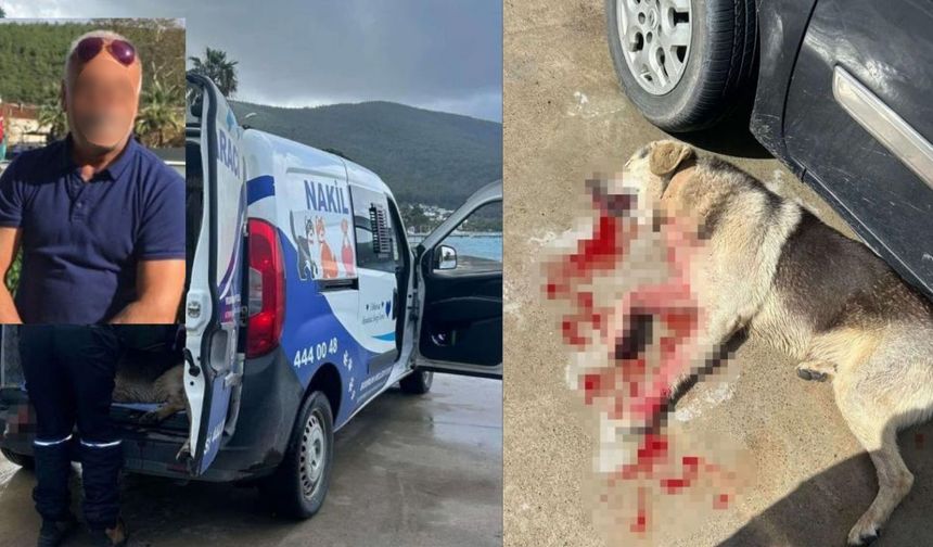 Tavuklarını yiyen köpekleri vurdu, tutuklandı!