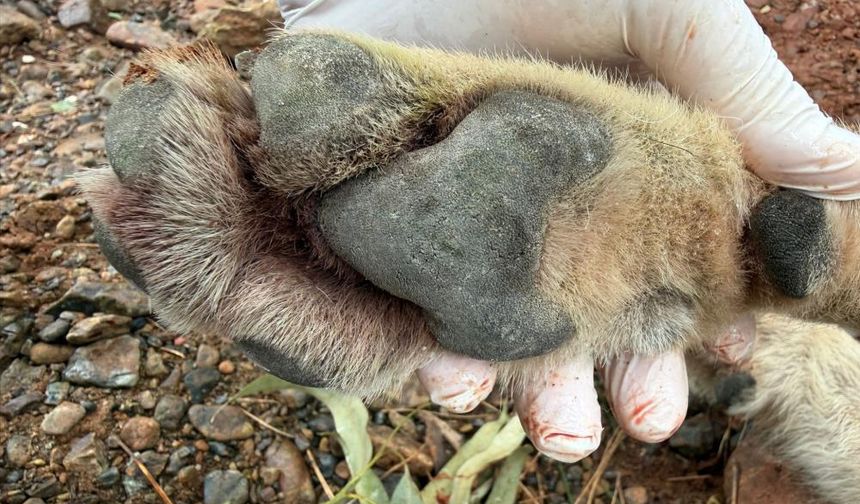 Fethiye’de Ölen Kurt Ekosistem Araştırmasına Işık Tutacak!