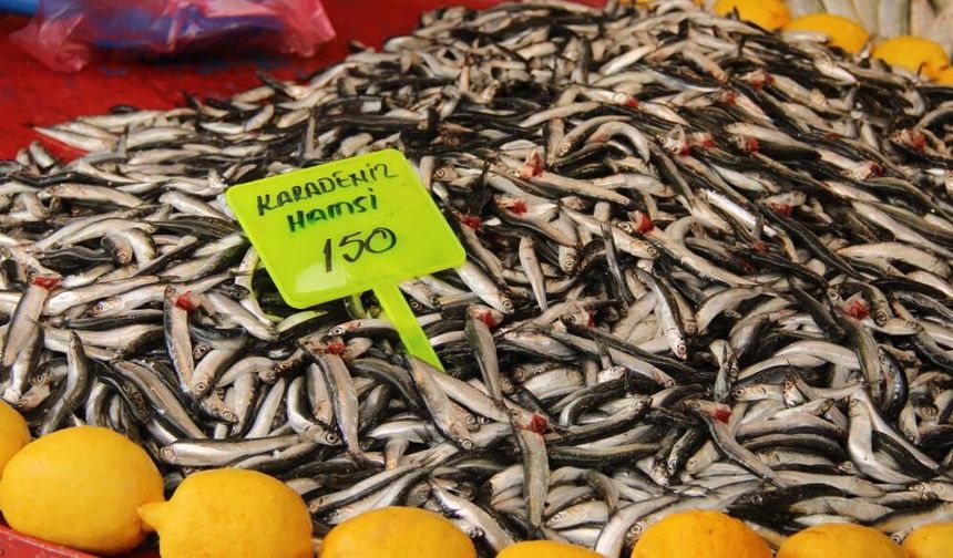 Menteşe Pazarında Hamsi Fiyatları Sert Düştü