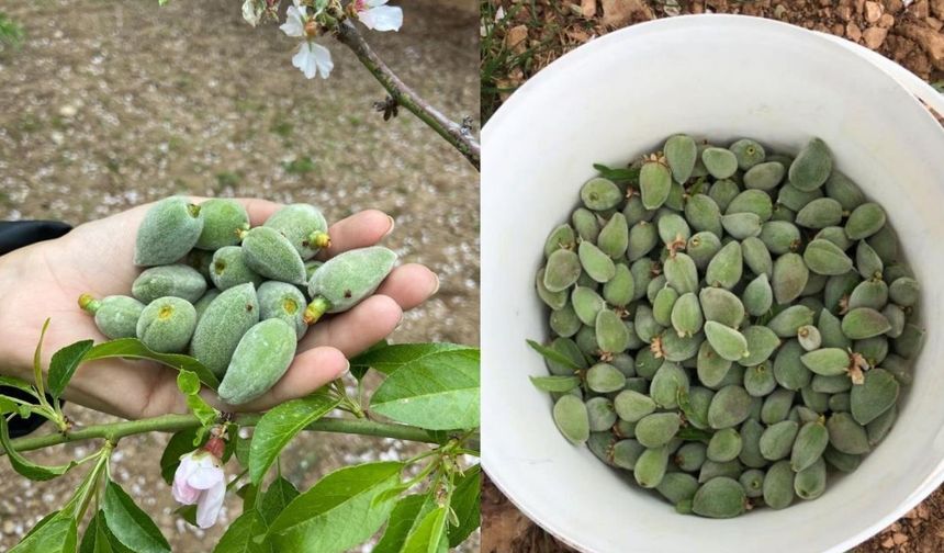 Datça’nın İlk Çağlası Tezgâhlara İniyor